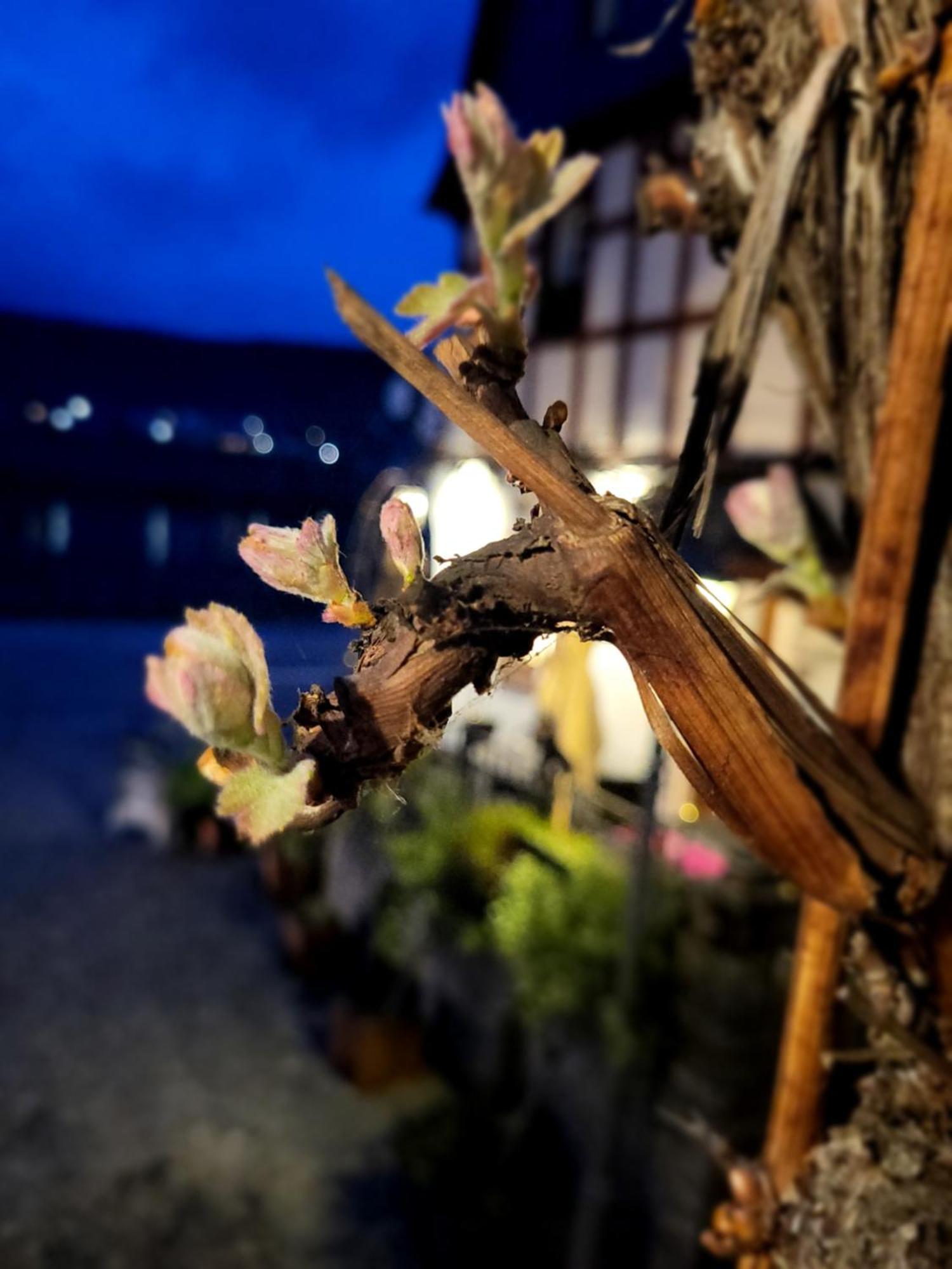 Hotel Restaurant Alte Stadtmauer Beilstein  Bagian luar foto
